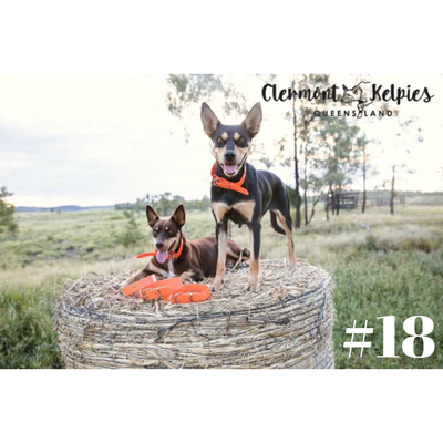 Dog Collar PVC LGE 32mmW 55cmL Clermont Kelpies