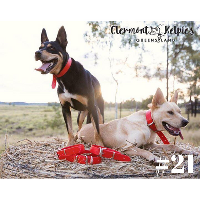 Dog Collar PVC LGE 32mmW 55cmL Clermont Kelpies