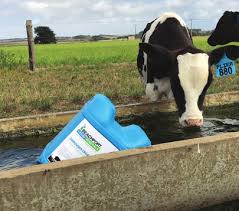 Beachport BLM Dispenser