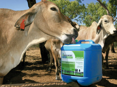 Beachport Green Cap Low Stress 20L