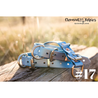 Dog Collar Small 25mm Clermont Kelpies