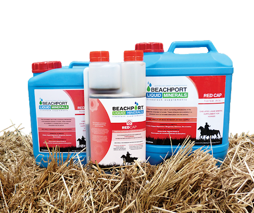 Beachport Red Cap Horse 5L